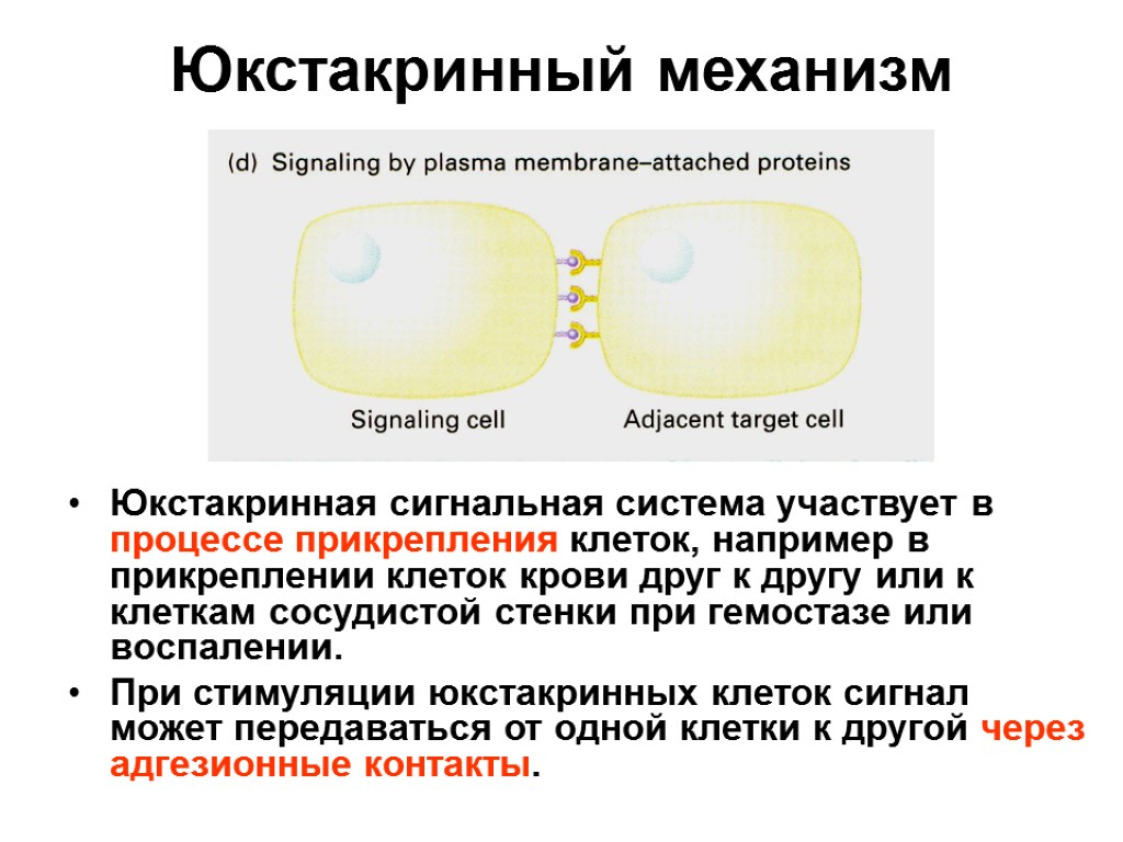 Юкстакринный механизм Юкстакринная сигнальная система участвует в процессе прикрепления клеток, например в прикреплении клеток